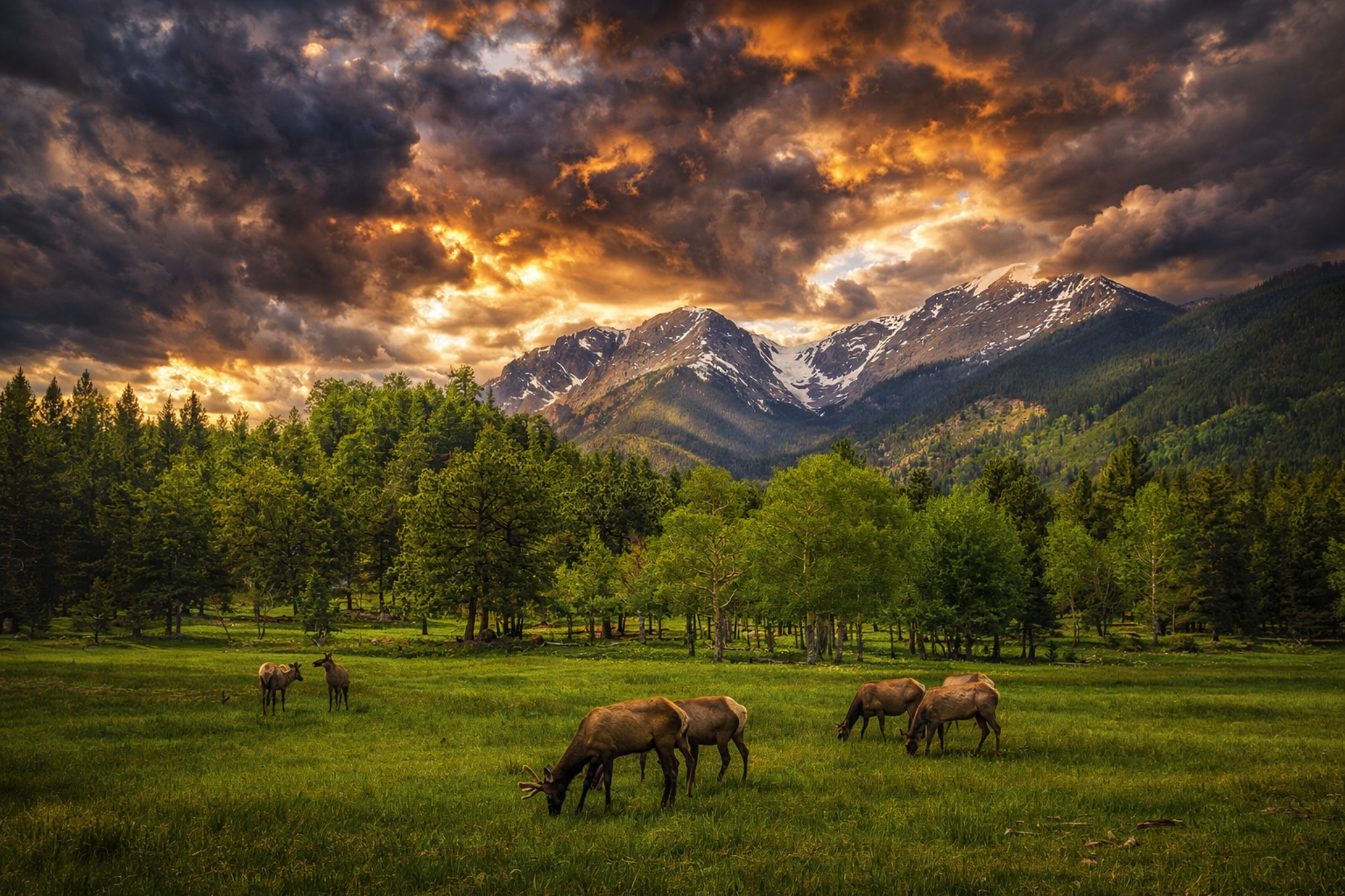  Elk grazing in the mountains 