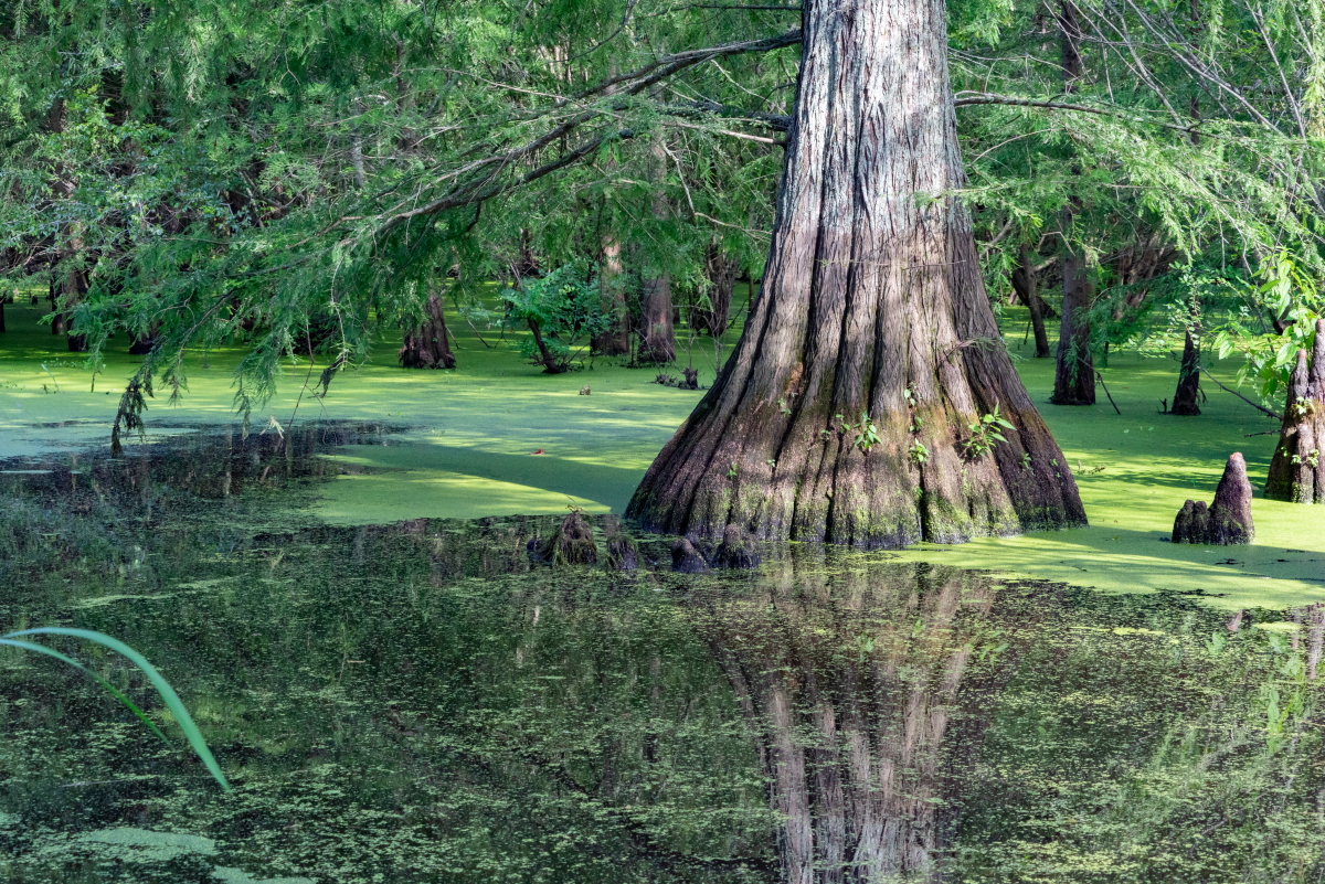 The base of a cypress tree and reflection in the swamp
